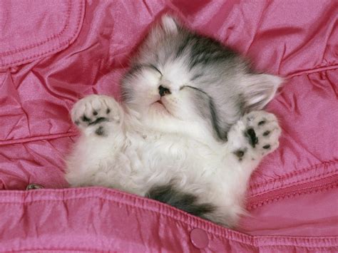 animals kittens cat pink wallpapers hd desktop  mobile backgrounds