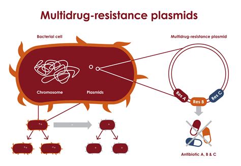 plasmids   selection antibiotic resistance react