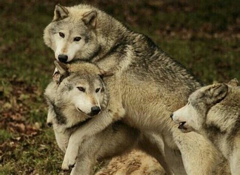 wolves hugging tumblr