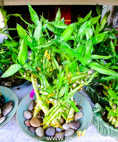 lucky bamboo  water  growing tips  guide