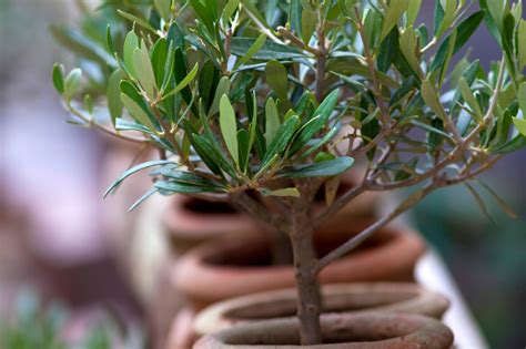 grow olive trees  seeds shouse life