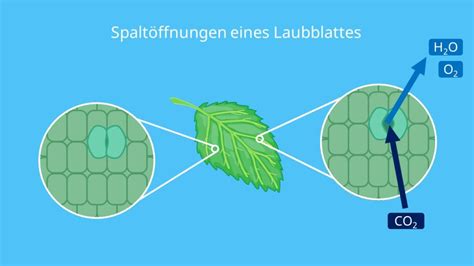 blattaufbau funktionen blattquerschnitt laubblatt mit video