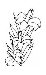 Easter Coloring Lily Flowers Pages Sheets Activity Printables sketch template