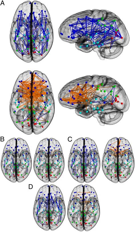 Sex Differences In The Structural Connectome Of The Human Brain Pnas