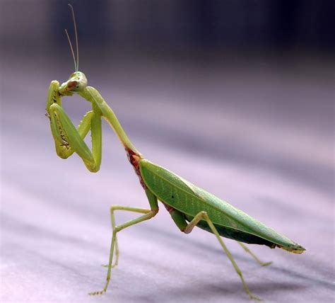 praying mantis   spectacular predatory insect