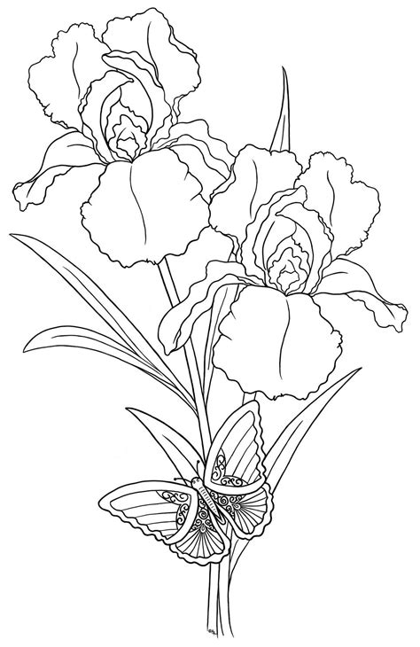 freebies page  flower drawing iris drawing flower coloring pages