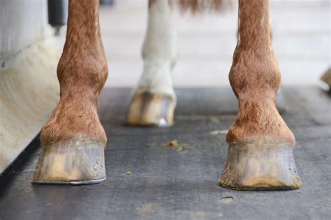 understanding  horses hooves