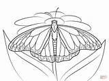 Butterfly Monarch Coloring Pages Line Drawing Daisy Sits Printable Getdrawings sketch template