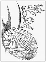 Seashell Shells Zentangle sketch template