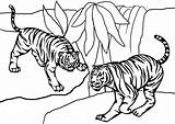 Tigers Tigres Colorir Desenhos sketch template