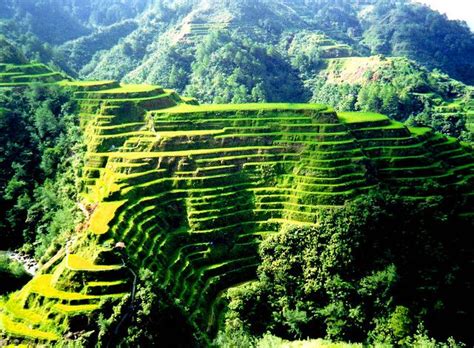 Rice Terraces Of The Philippine Cordilleras Banaue Banaue Rice