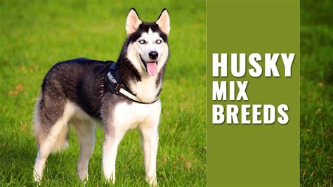 husky mix breeds   amazingly  cute   gobble  petmoo