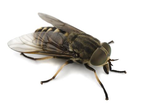 flies  information  types  flies prevention
