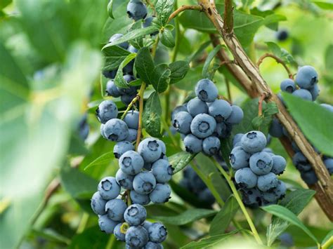 growing blueberry bushes tips  blueberry plant care