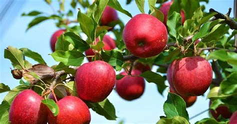 kashmirs rich apple harvest   unexpectedly sweet news  centre arrivals pick