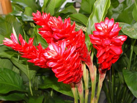 flowers  flower lovers red ginger flowers pictures alpinia