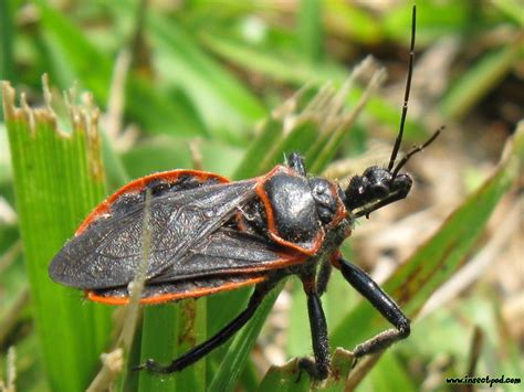 facts   assassin bug