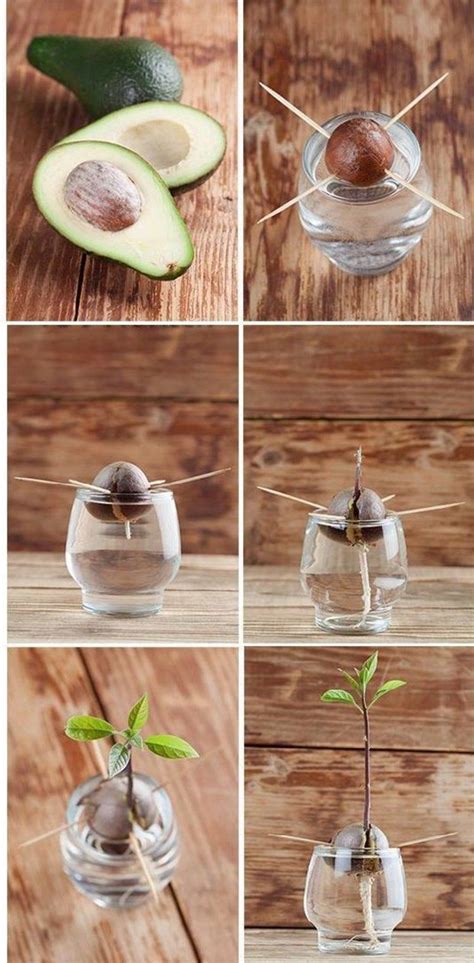 How To Grow An Avocado Tree Indoors From Pit
