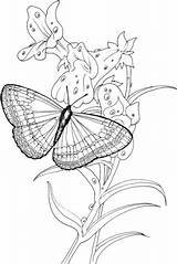 Plant Coloring Butterfly Animal Cell Stands Pages Para Borboletas Pintura Riscos Printable Drawing 2010 Artesanato Flowers sketch template