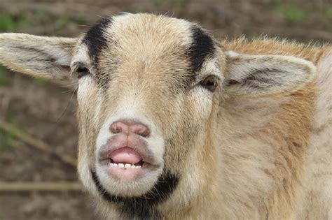 peta prime animals  wondorous goats