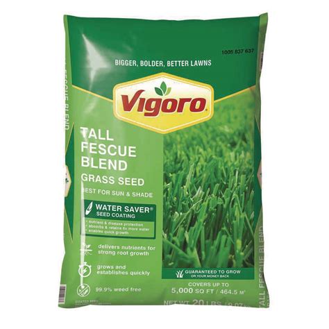 turf type tall fescue lupongovph
