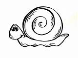 Snail Drawing Sea Kids Draw Realistic Clipart Getdrawings Clipartmag sketch template