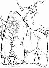 Gorilla Malvorlage Affen Ausmalen sketch template