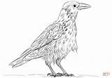 Raven Rabe Cornacchia Malvorlage Ausmalbild Zum Crows Disegno Supercoloring Corvi Uccelli Grigia sketch template
