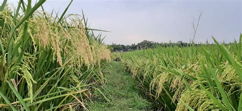 images paddy field paddy garden gold rice nature bangladesh