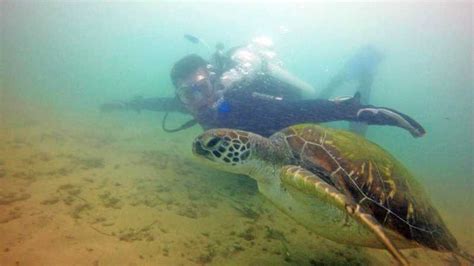gold coast introductory scuba diving experience getyourguide