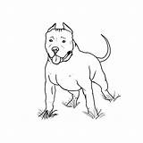 Pitbull Terrier Coloring American Awesome sketch template