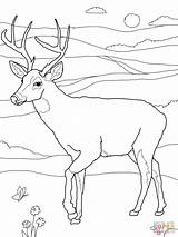 Coloring Pages Deer Printable Tailed Kids Print Drawing Buck Whitetail Color Doe Face Head Hunting Deers Bestcoloringpagesforkids Sheets Adult Step sketch template