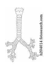 Trachea Bronchi Larynx Anterior sketch template