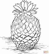 Coloring Cactus Pinecone Pine Pages Cone Drawing Designlooter Drawings Printable 1815 83kb sketch template