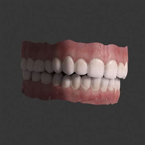 teeth 3d model max obj