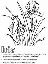 Tennessee Units Colouring Irises Bluebonnet ирис Kidzone sketch template