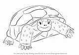 Tortoise Draw Gopher Drawing Step Turtle Drawings Turtles Drawingtutorials101 Tutorials Animal Tortoises Learn Coloring Animals Quilt Pages Choose Board Uploaded sketch template