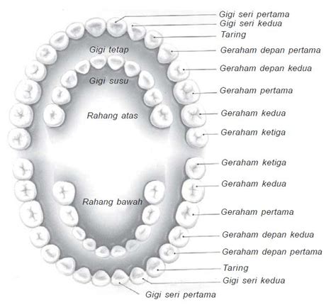pengertian  susunan struktur gigi  macam macam jenis gigi