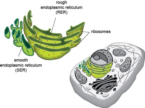 Endoplasmic Reticulum Qr Codes In Ib Biology Class