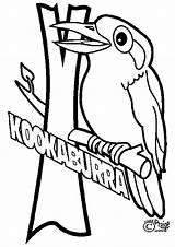 Kookaburra Coloringhome Activities sketch template