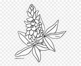 Bluebonnet Clipart Coloring Clipground sketch template