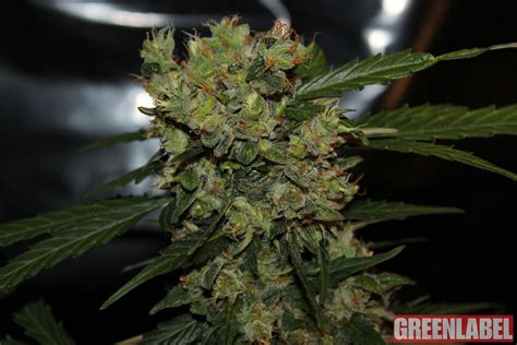 automatic mega bud canna seed graines de cannabis