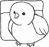 Chick Baby Coloring Kids Drawing Color sketch template