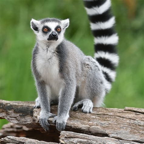ring tailed lemur beale wildlife park  gardens