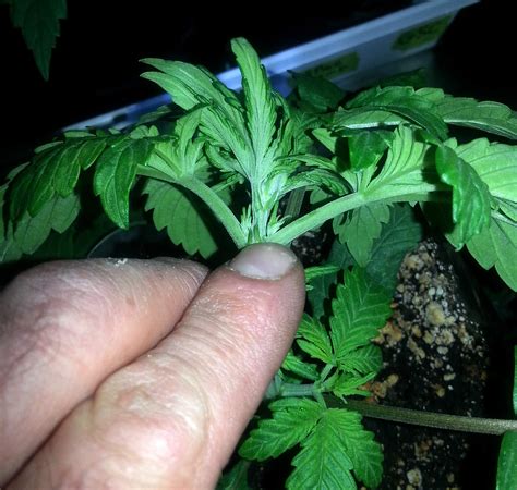 How To Tell Sex Of Cannabis Plants With Pictures Grow