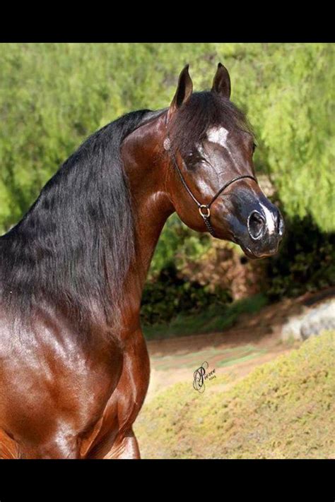 dark bay arabian stallion horse beautiful arabian horses majestic
