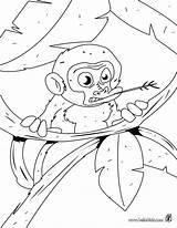 Monkey Coloring Pages Baby Kids Printable Tree Animals Jungle Color Hellokids Print Wild Sheets Animal Sock Cartoon sketch template