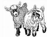 Pygmy Goat Goats Clipart Two Pigmy Paintings Cliparts Etsy Library Coloring Pages Cute sketch template