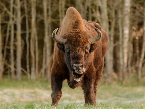 germany s first wild bison in 250 years shot dead by
