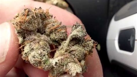 busting open frosty nugs hd weed porn youtube
